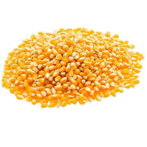 Granos de Maíz Amarillo Dorado Premium No Transgénicos de Grado Alimenticio para Producción de Alimentos para Ganado, Suministro Internacional, Conservación en Vinagre - Product Image 1