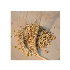 بالجملة زراعة الشعير للطعام الطبيعي العضوي من الدرجة الأولى، حقيبة من 50 كجم لتعبئة حبوب حبوب البذور