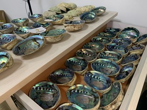 Nácar de Alta Calidad |   Hermosa Concha de Abulón Pulida/Bruta |   Concha de Paua Natural Verde y Blanca - Product Image 5