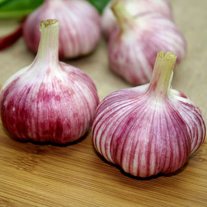 garlic size