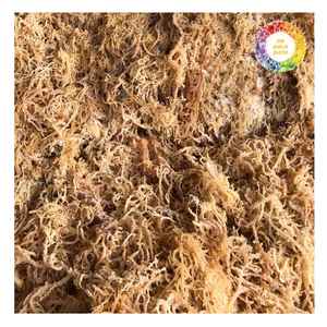 Proveedor vietnamita de algas secas Eucheuma Cottonii para compradores globales utilizadas en la producción de alimentos y el suministro de carragenina - Product Image 3