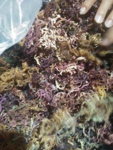 Musgo Marino Seco de Alta Calidad de Vietnam, Estilo Premium, Precio Económico - Product Image 3