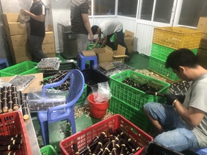 บรรจุอ้อยที่ปอกเปลือกและแช่แข็งอย่างสมบูรณ์500กรัมหรือเป็นก้อนจากดอกบัวในฟาร์มสีฟ้าเวียดนาม - Product Image 6