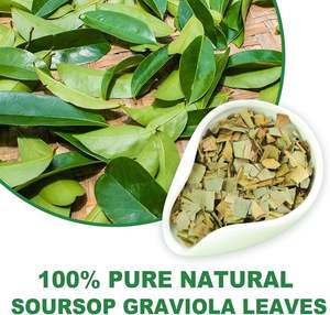 Vente en gros de thé aux herbes et feuilles de corossol séchées biologiques 100% fraîchement cueillies à la main par l'exportateur de haute qualité, bon pour la santé - Product Image 2