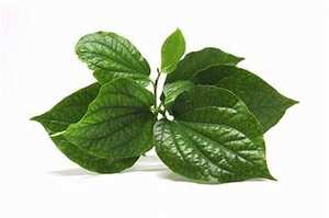 \ SUPPORT IMMUNITAIRE CONGELÉ PIPER LOTLOT FEUILLE À BASE DE PLANTE ÉTIQUETTE PROPRE SANTÉ BOOST INGRÉDIENTS NATURELS FEUILLE ENTIÈRE - Product Image 4