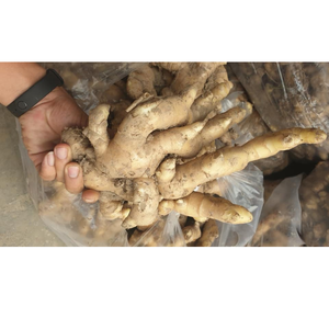 Jengibre suave y jugoso con piel aromática, interior picante, superficie limpia y sabor atrevido, ampliamente utilizado para cocinar y bebidas calientes - Product Image 4