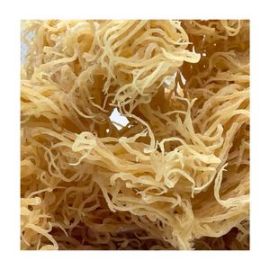 Musgo Irlandés Dorado Seco, Eucheuma Cottonii, Alga Marina Natural Silvestre, Cargareen, Recolectado del Océano de Vietnam - Product Image 2
