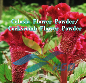 Suministro Directo de Fábrica HGO de Polvo de Flor de Celosia Pura y Natural/ Polvo de Flor de Espuela de Gallo, Polvo de Flor de Grado Alimenticio, Extracto de Polen - Product Image 2