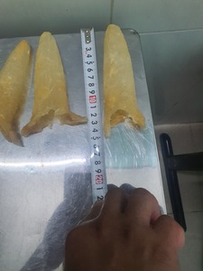 Offres en vrac abordables d'escargot de trompette fraîchement capturées pour l'exportation et l'utilisation commerciale - Product Image 2