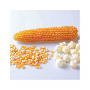 Maíz seco amarillo listo para la exportación, maíz dulce, maíz seco dulce - Product Image 3