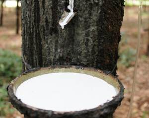 Natural <b>Latex</b> LA, Vietnam Supplier, Low Odor, High Elasticity - Product Image 1