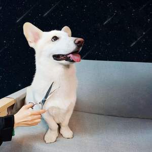 Tijeras para el cuidado del perro, tijeras para el pelo de mascotas con puntas redondas de seguridad de alta resistencia de acero inoxidable de titanio profesional perros gatos mascotas - Product Image 6