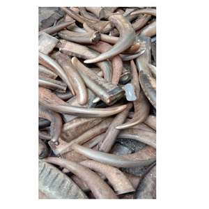 Compra al por Mayor de Puntas de Cuerno de Búfalo y Vaca, Blancas y de Color, Naturales para Artesanía, Redondas - Product Image 4