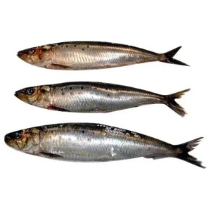 Prix de gros personnalisé frais rond coréen poisson de mer congelé appât de pêche au poisson de Sardine pour appât Offre Spéciale - Product Image 3