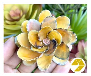 Handmade <b>Beach</b> Wedding <b>Gift</b> Unique Summer Souvenir for sale Seashell Flowers Coastal Home Decor Natural Seashell Flowers - Product Image 3