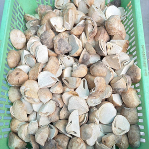 CHAMPIGNONS DE PAILLE SÉCHÉS PREMIUM | ÉTIQUETTE PROPRE | SUPPORT IMMUNITAIRE | ALIMENTS À BASE DE PLANTES - Product Image 2