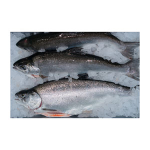 Venta caliente Salmón Pescado Filete congelado Fresco y congelado Salmón del Atlántico Pescado/Salmón congelado entero/Cabeza de salmón para la venta - Product Image 1