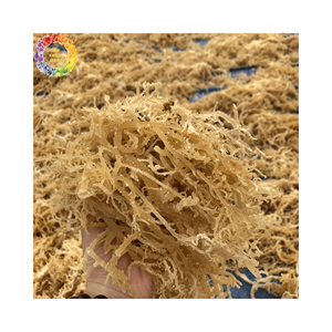 Bulk Unsalted Dried Sea Moss, Golden Irish Moss <b>Seaweed</b> for Seamoss Gel, Wildcrafted Eucheuma Cottonii, 25kg Packing - Product Image 6