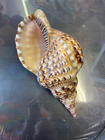Coquille de trompette/triton vietnamienne polie, style animalier, décoration d'intérieur, coquillage de mer de différentes tailles
