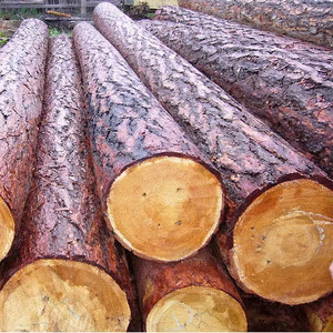 Spruce <b>Logs</b> for Landscape Projects Veneer Sheets Creative <b>Slicing</b>/Shaping - Product Image 1
