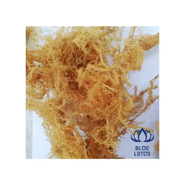 Dried Brown/Yellow Sea Moss Seaweed eucheuma cottonni