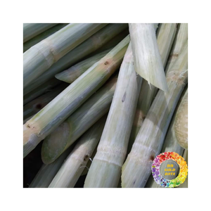 Palitos de caña de azúcar congelados para jugo 100 por ciento fresco puro corte dulce Ideal para batidos Bebidas frías y uso diario en cualquier lugar - Product Image 3