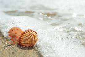 เปลือกพฤกษศาสตร์บริสุทธิ์สำหรับการสนับสนุนสุขภาพ - Product Image 6