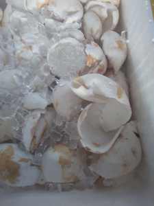 Morceaux de chair de noix de coco surgelés IQF Origine Vietnam Saveur riche Idéal pour l'huile de noix de coco et la noix de coco râpée - Product Image 5