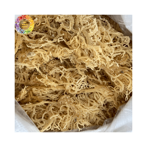 Mousse de mer non salée séchée naturelle fraîche, algues de mousse irlandaise dorée pour gel de mousse de mer, Eucheuma Cottonii, sac en vrac de 25kg - Product Image 3