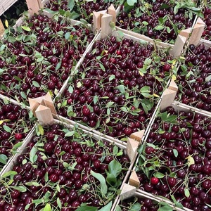 องุ่นแดงไร้เมล็ด พรีเมียม สดใหม่ - คุณภาพส่งออกเกรด 1 - องุ่นหวานคุณภาพสูงสำหรับรับประทาน ขายส่ง - Product Image 4