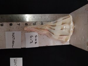 Lámpara de Sal Reciclada Ecológica Hecha a Mano Tallada en Diversos Tamaños para Uso Artístico y Coleccionable - Product Image 3