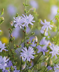 Cicoria Tostada Orgánica Tueste Medio, Bolsa de 20 kg, Bebida Instantánea Sin Cafeína, Selección de Alimentos Italianos GVERDI, Hecho en Italia - Product Image 4