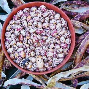 Haricot pinto séché naturel en gros à vendre - Product Image 2