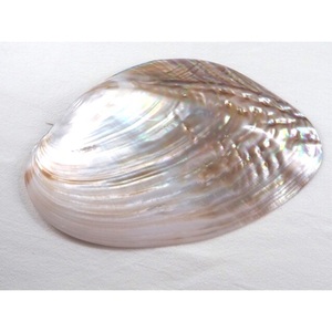 Conchas de nácar premium: belleza natural, precios competitivos, calidad superior, ideal para la fabricación de joyas y la decoración del hogar - Product Image 4