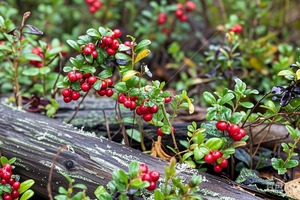 Натуральный экстракт черники, порошок 10:1 антоцианозидов, оптом, заводская цена, поставщик OEM - Product Image 4
