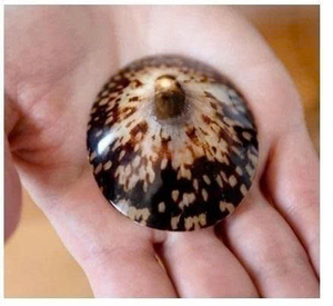 Proveedor confiable de conchas de Lapa, conchas marinas y conchas marinas para amamantar - Product Image 1