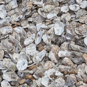 Artesanías de conchas de ostra naturales de Vietnam-Conchas marinas decorativas para uso artístico, doméstico o en el jardín por Viet Fargimex - Product Image 5