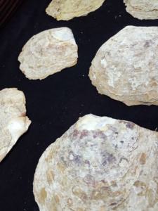 Coquilles de nacre sur mesure en tailles assorties à des fins décoratives, disponibles en tailles assorties - Product Image 2