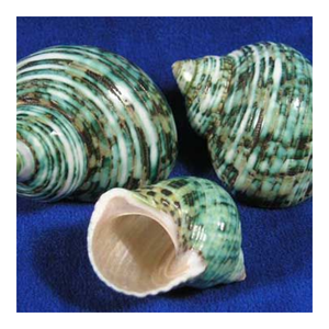 Coquille en spirale naturelle authentique parfaite pour la conception de vie côtière - Product Image 1