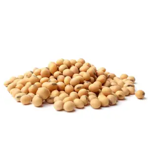 Europe Standard Soybean seed at Cheap Price