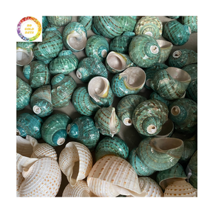 2025 Coquille turbo verte polie Coquille de mer naturelle pour la décoration, l'artisanat et les aquariums - Product Image 3