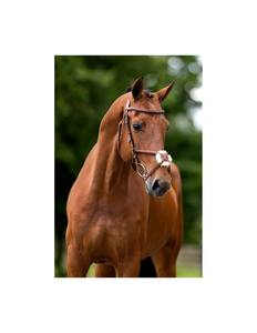 Bride de cheval multifonctionnelle Grantham - Product Image 4