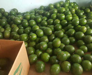 Aguacate fresco de primera calidad, fruta tropical dulce para bebidas - Product Image 2