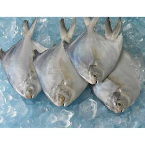 Bonne qualité du poisson Pomfret en argent congelé avec des prix compétitifs - Product Image 1