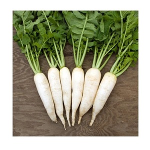 Оптовый запас свежих овощей редиса по оптовым ценам