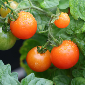 Engrais en poudre de fumier de vache biologique de haute qualité pour l'agriculture durable et la santé des sols – Approvisionnement en vrac pour l'exportation - Product Image 2