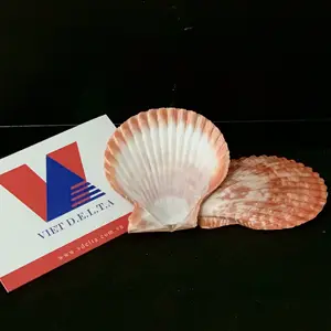 Good quality Scallop Shells made in Vietnam