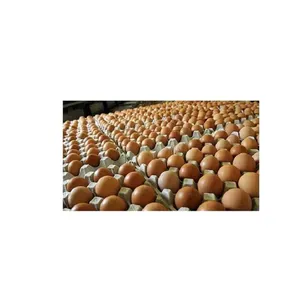 Fresh Chicken Table Eggs White and Brown Eggs Available