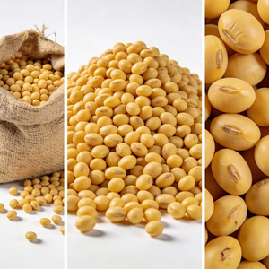 Soja Alemana Orgánica de Primera Calidad, 100% Sin OMG, Seca a Granel a Precio de Mayoreo, 25 KG/CTNS, 2 Años de Vida Útil, 50% de Proteína - Product Image 3