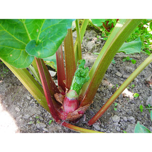 Graines de rhubarbe Victoria : L'alliée fruitière et saine pour votre potager, résistante au froid et délicieuse - Product Image 5